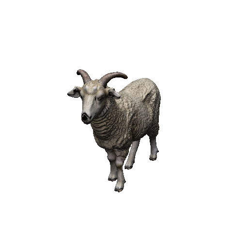 Goat