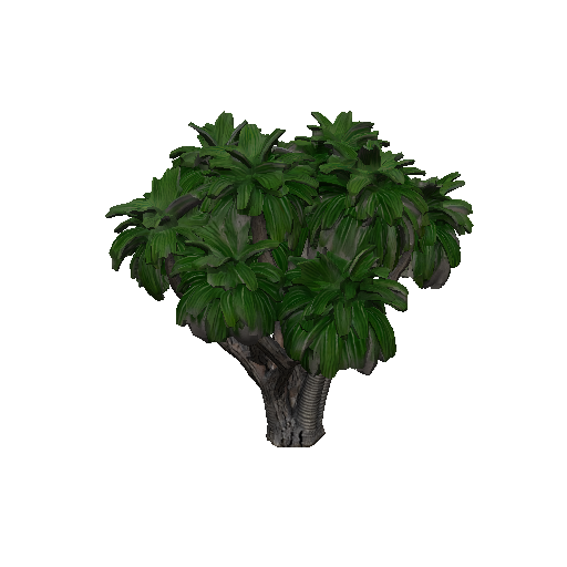 Palm Trees