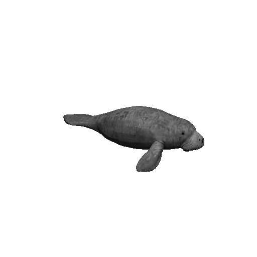 Manatee
