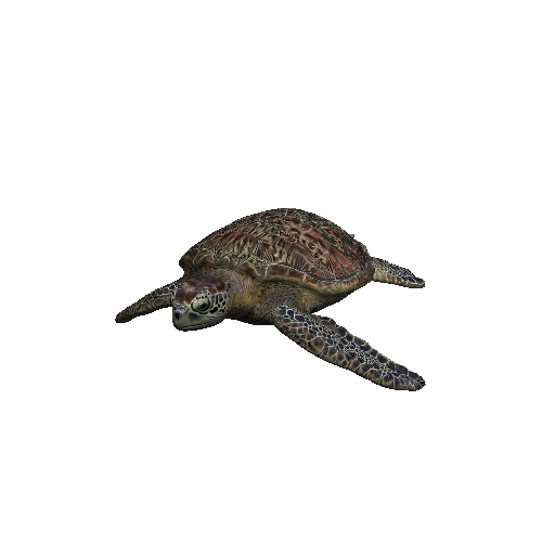 Sea Turtle