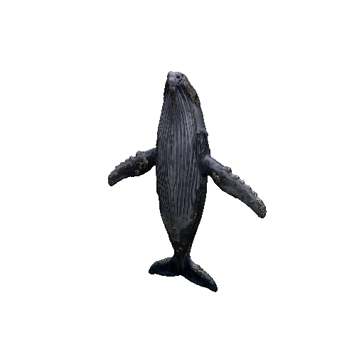 Blue Whale