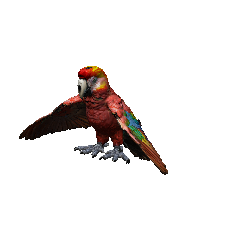 Parrot
