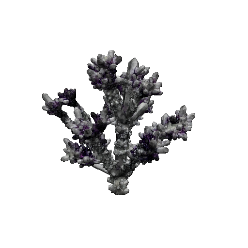 Prism Stalk