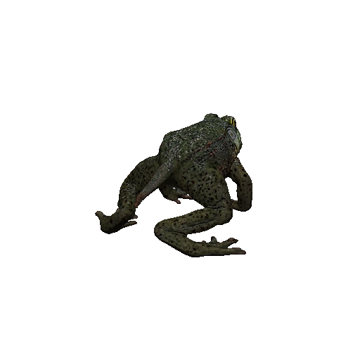 Bullfrog
