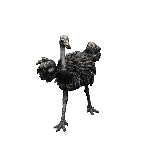 Ostrich