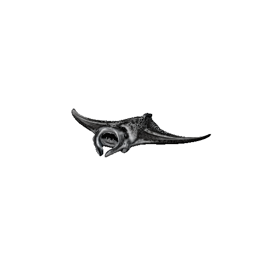Manta Ray