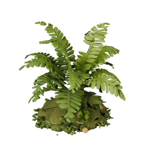 Fern Cluster