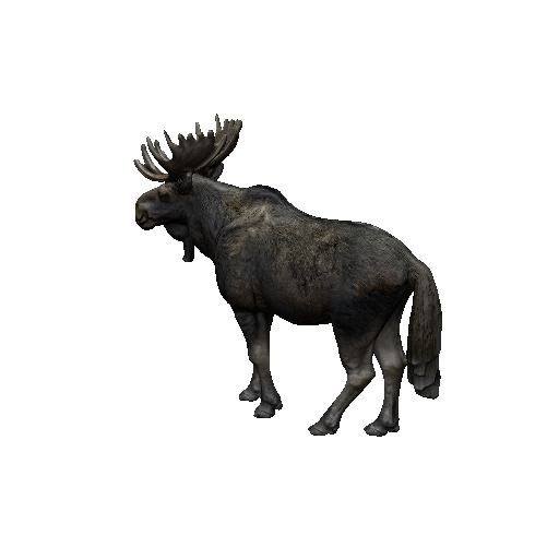 Moose