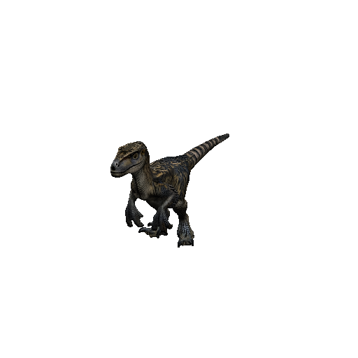 Velociraptor