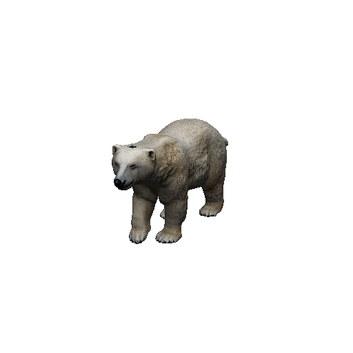 Polar Bear