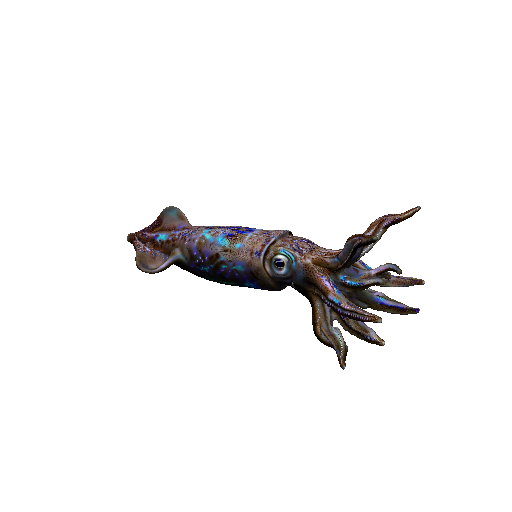 Squid