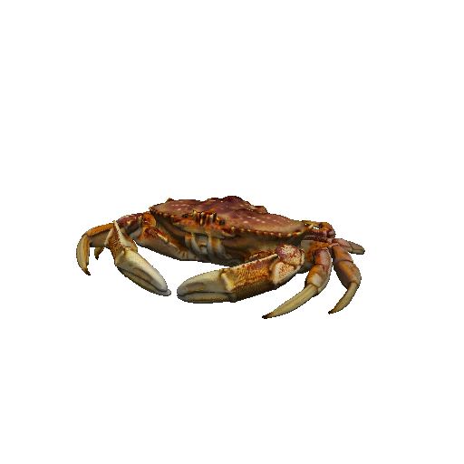 Crab