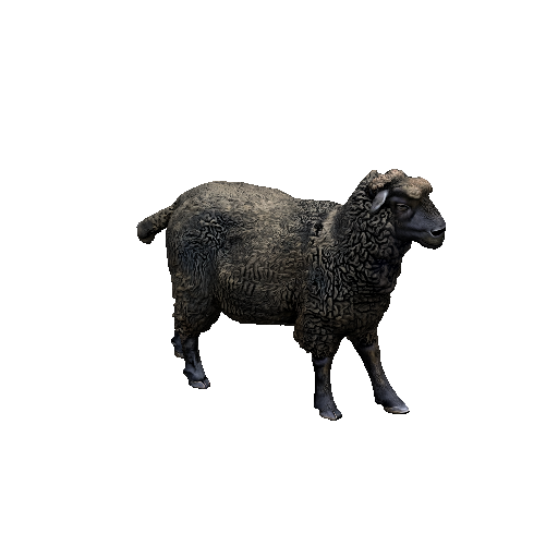 Sheep