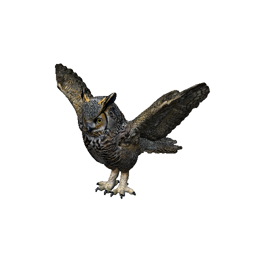 Owl