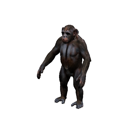 Chimpanzee