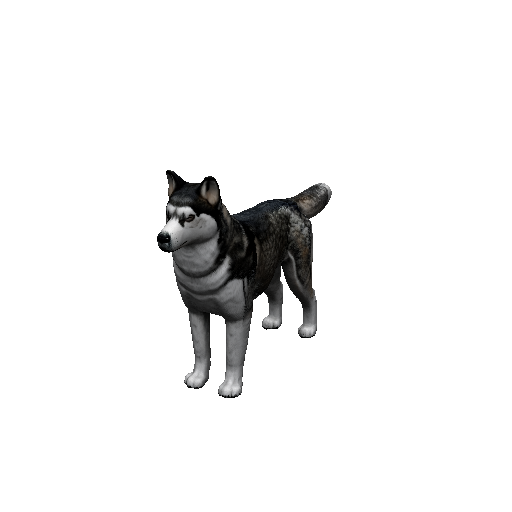 Husky