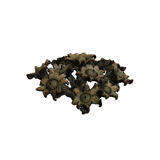 Star Shaped Earthstar