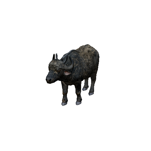 Cape Buffalo