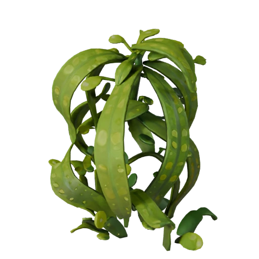 Kelp Strand