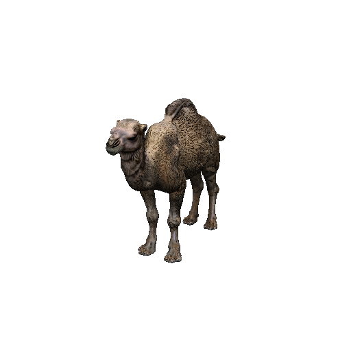 Camel
