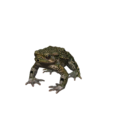 Toad