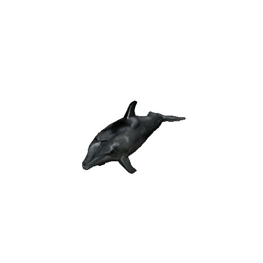 Dolphin