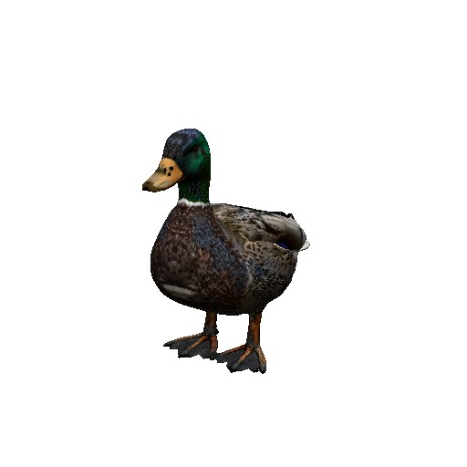 Duck