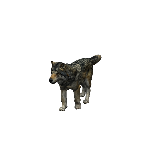 Wolf