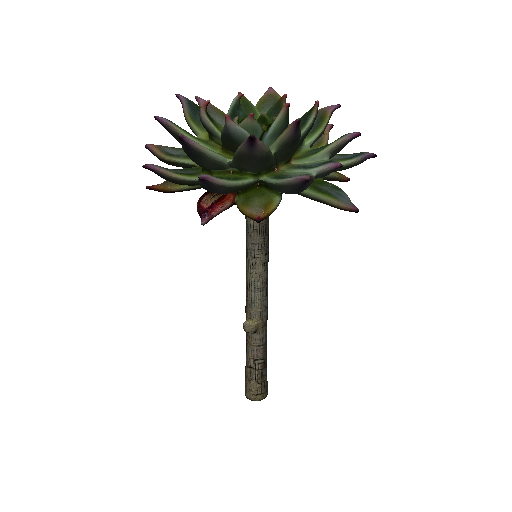Star Shaped Succulent
