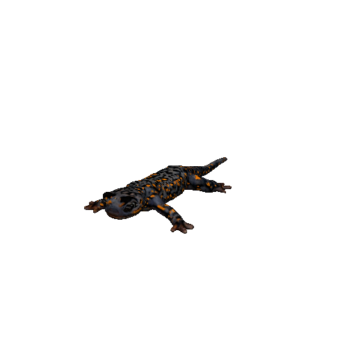 Salamander