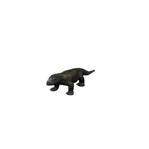 Komodo Dragon