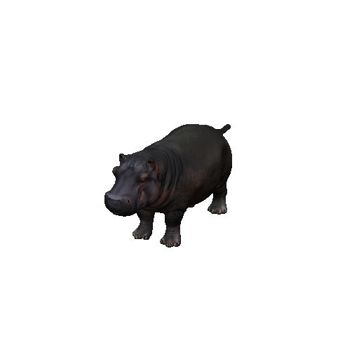 Hippopotamus