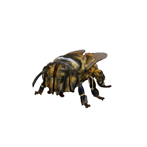 Bee