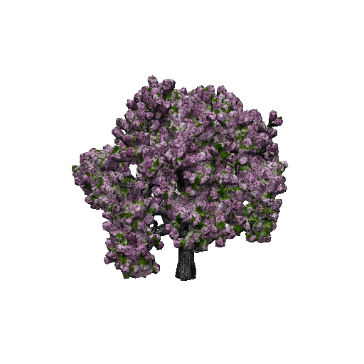 Cherry Blossom