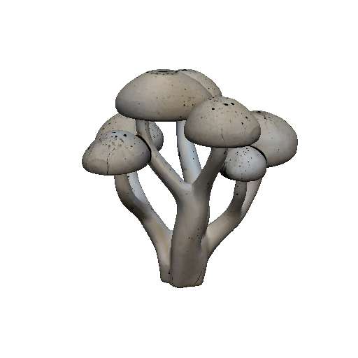 Ghost Fungus