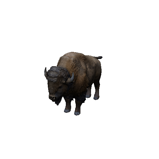 Bison