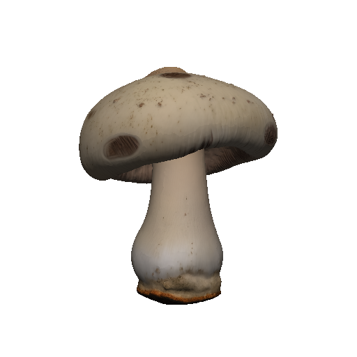 Shiitake mushroom