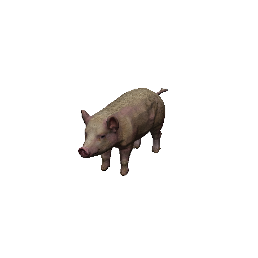 Pig