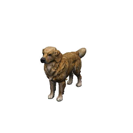 Golden Retriever