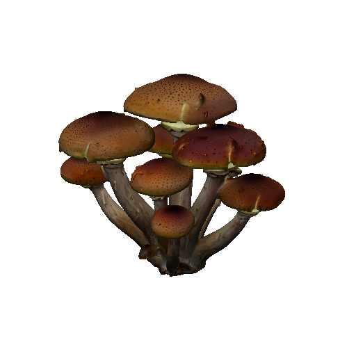 Honey Fungus