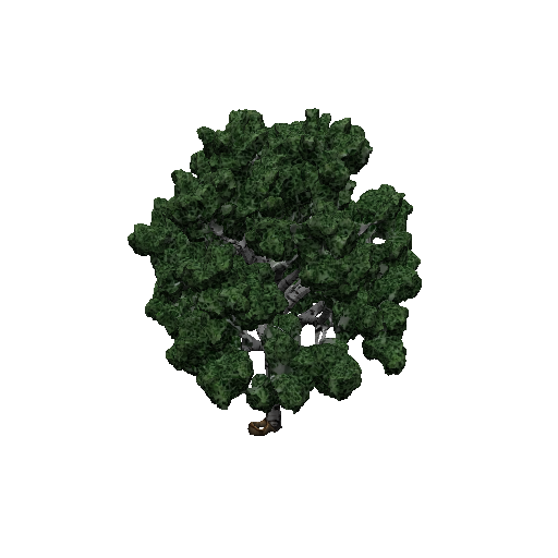 Birch