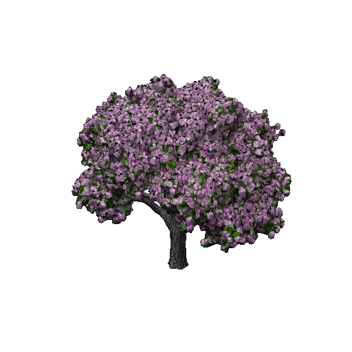 Maple Blossom