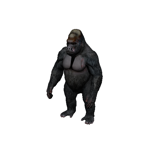 Gorilla
