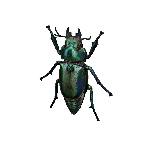 Beetle