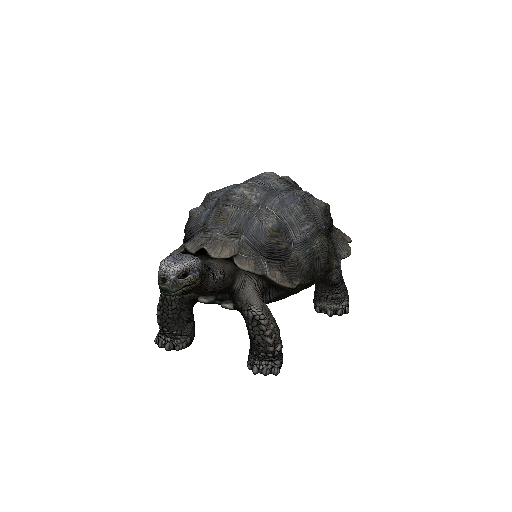 Tortoise
