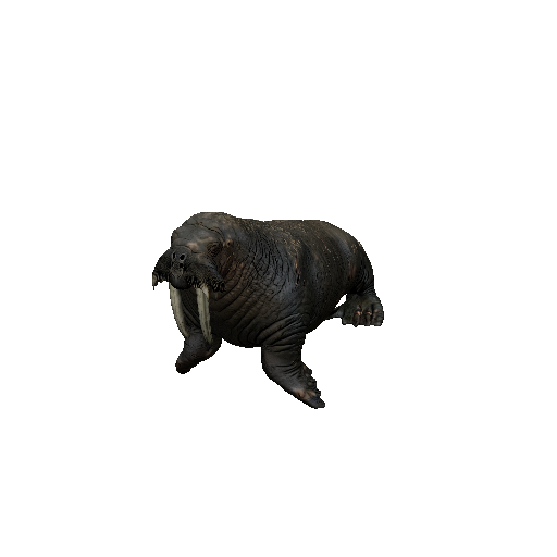 Walrus