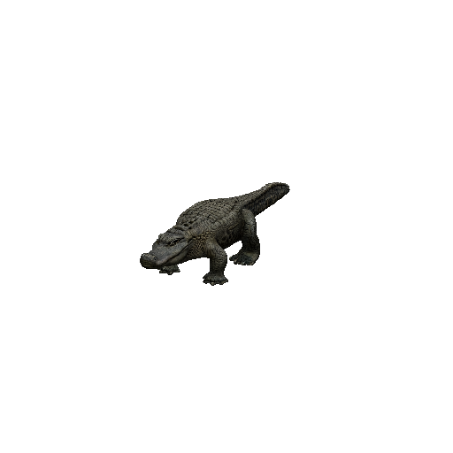 Alligator