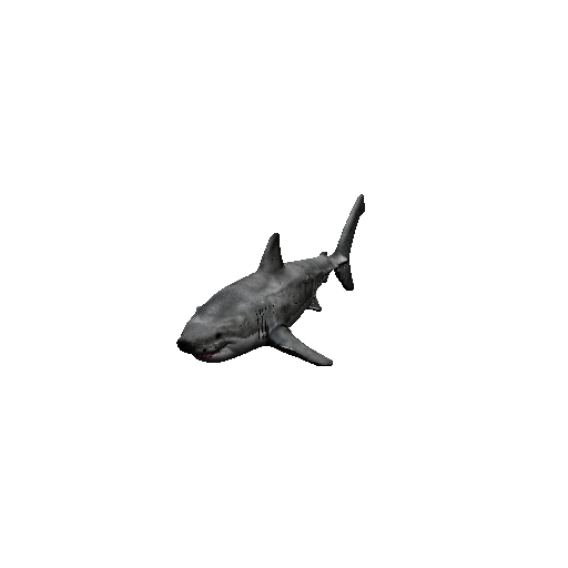 Great White Shark