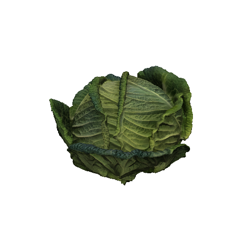 Cabbage