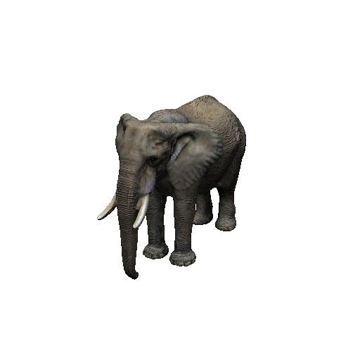 African Elephant